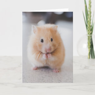 Cute hamster card