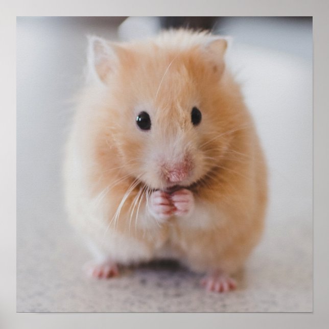 Cute Hamster Close-Up poster (Front)