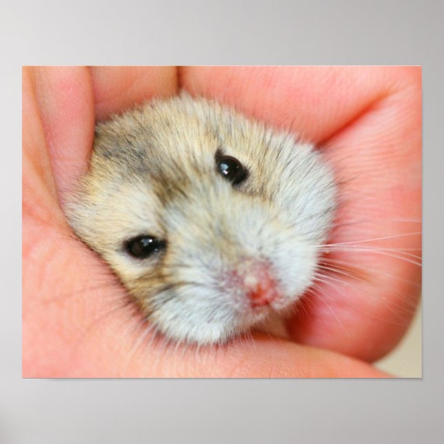 Cute Hamster Face 1 Poster (Front)