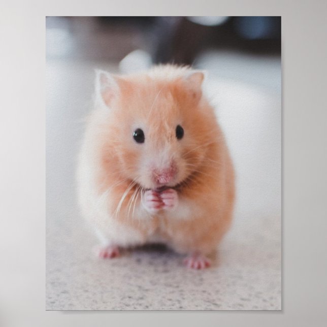 Cute Hamster Love Animals Poster (Front)