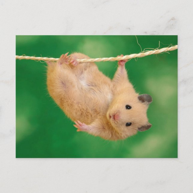 Cute Hamster Postcard (Front)