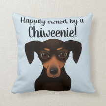 Cute Happily Owned Chiweenie | Chihuahua Dachshund