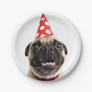 Cute Happy Birthday Pug in Red Party Hat Paper Plate