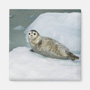 Cute Harbour Seal on Snow Magnet