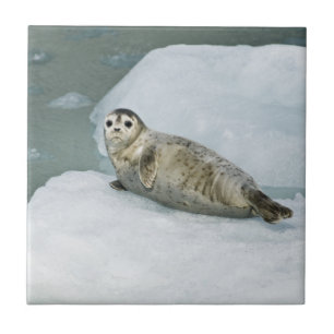 Cute Harbour Seal on Snow Tile