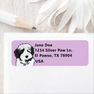 Cute Havanese
