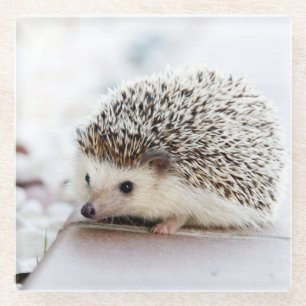 Cute Hedgehog Baby Glass Coaster