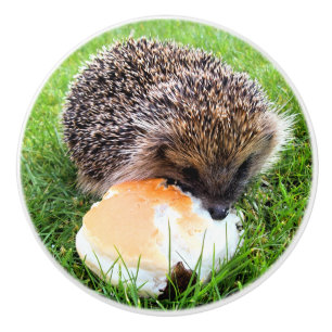 CUTE HEDGEHOG CERAMIC KNOB