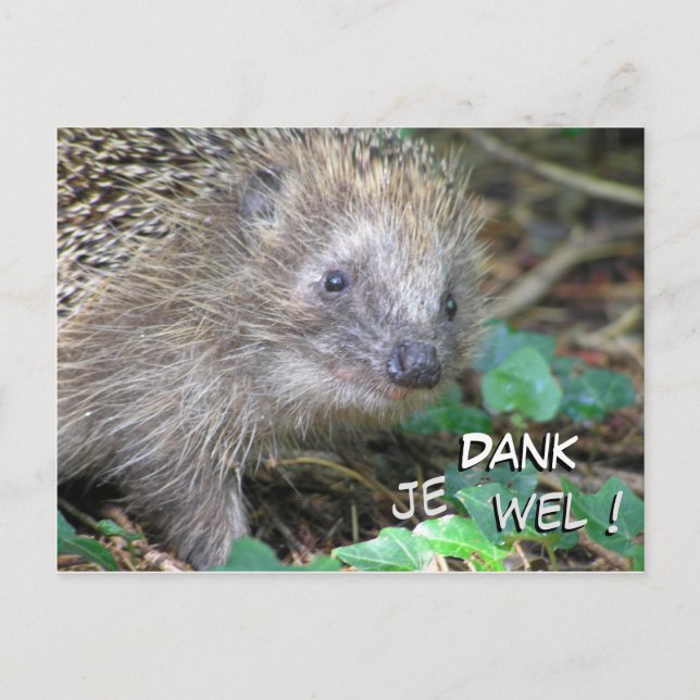 Cute Hedgehog Dank Je Wel Postcard (Front)