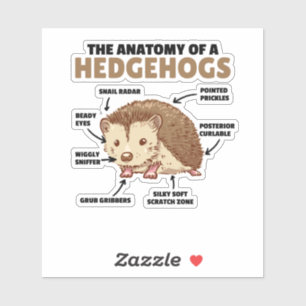 Cute Hedgehog Explanation Anatomy Of A Hedgehogs
