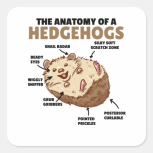 Cute Hedgehog Explanation Anatomy Of A Hedgehogs Square Sticker