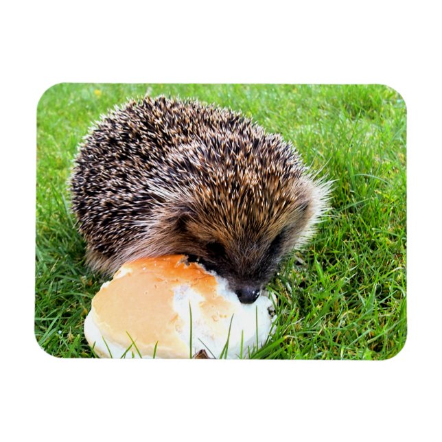 CUTE HEDGEHOG MAGNET (Horizontal)