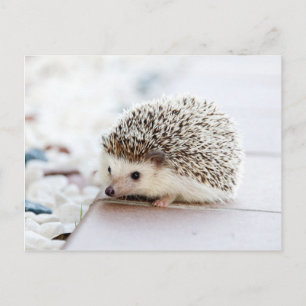 Cute Hedgehog Postcard