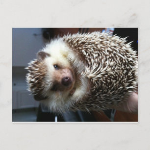 Cute Hedgehog Postcard
