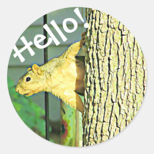 Cute Hello Silly Squirrel Stickers