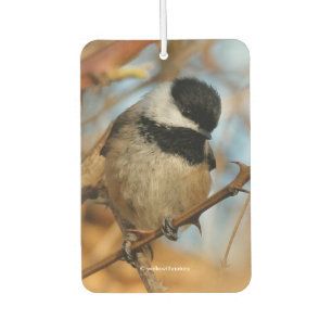 Cute Hopeful Black-Capped Chickadee Songbird Car Air Freshener