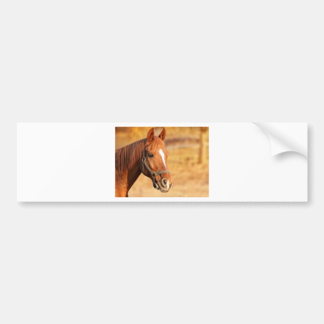 CUTE HORSE BUMPER STICKER (Front)
