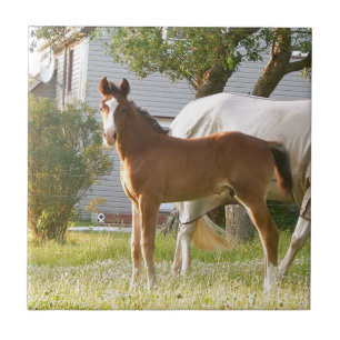 CUTE HORSE FOAL AND MARE TILE