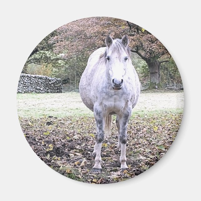 CUTE HORSE   MAGNET (Front)