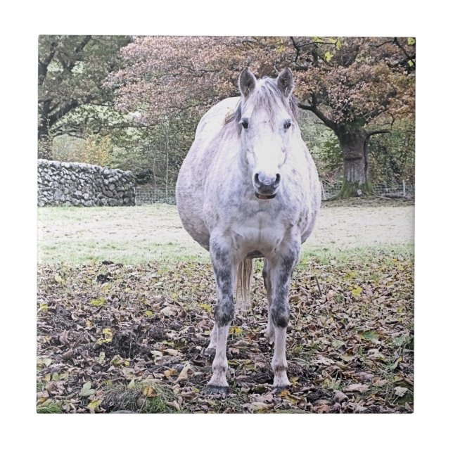 CUTE HORSE   TILE (Front)