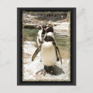 Cute Humboldt Penguin Postcards