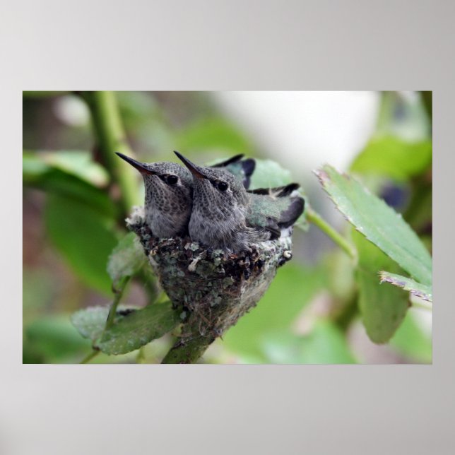 Cute Hummingbirds Photo Poster (Front)