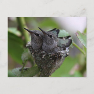 Cute Hummingbirds Photography Postcard