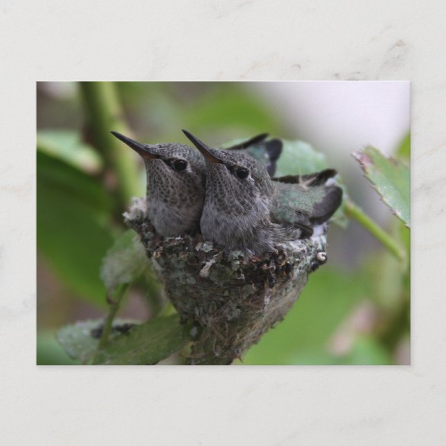 Cute Hummingbirds Photography Postcard (Front)