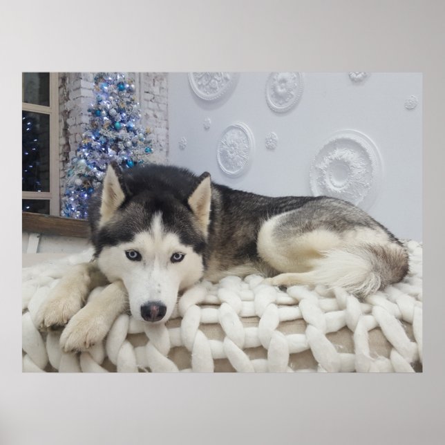 Cute Husky Dog Beautiful Portrait Poster (Front)