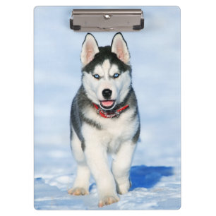 Cute Husky Puppy Dog in the snow Clipboard