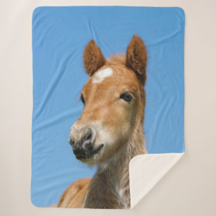 Cute Icelandic Horse Foal Pony Head Front Photo -- Sherpa Blanket