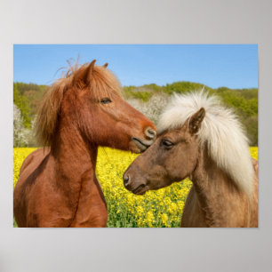 Cute Icelandic Horses Cuddle in a Spring Meadow - Poster