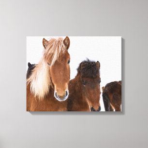 Cute Icelandic Horses Together Canvas Print