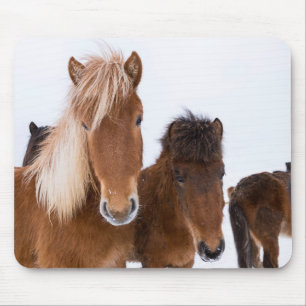 Cute Icelandic Horses Together Mouse Pad