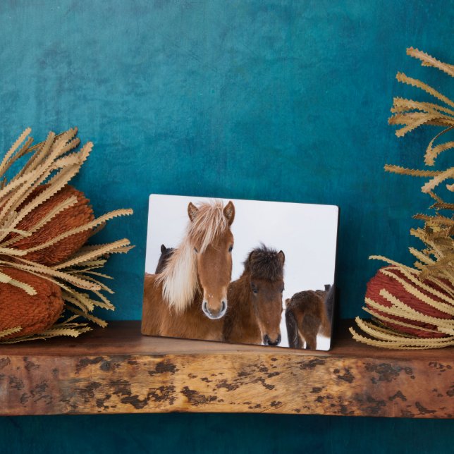 Cute Icelandic Horses Together Plaque (Side)