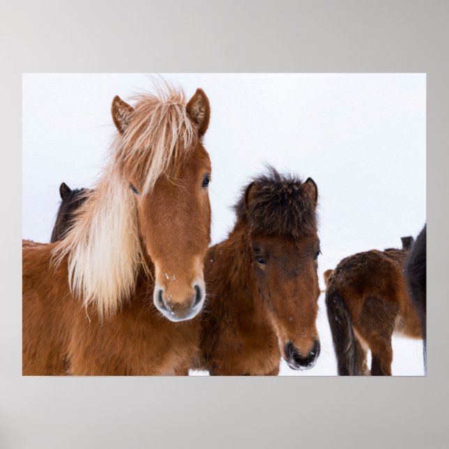Cute Icelandic Horses Together Poster (Front)