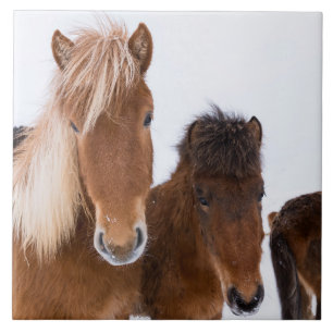 Cute Icelandic Horses Together Tile