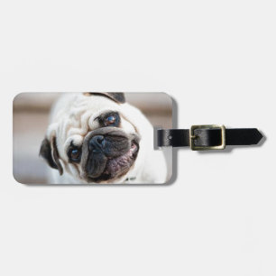Cute Inquisitive Pug Design Luggage Tag