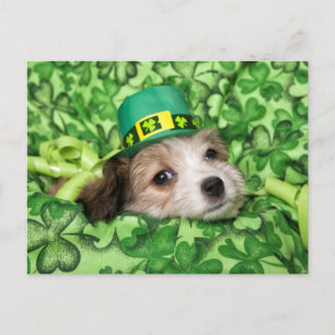Cute Irish Puppy Background Holiday Postcard