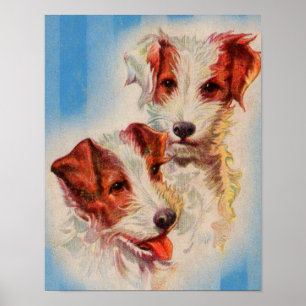 CUTE Jack Russell terriers Poster