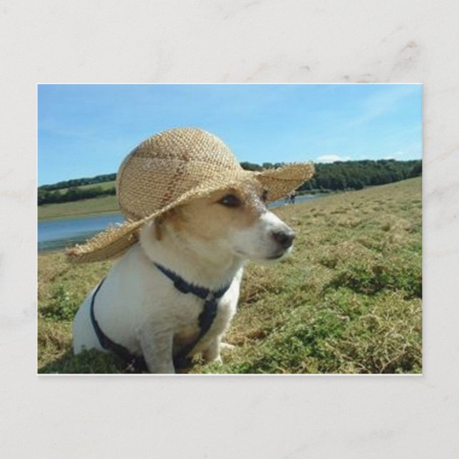 Cute Jack Russell wearing a sun hat in field Postcard (Front)