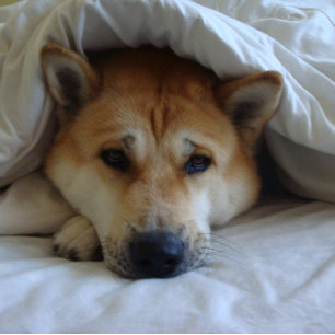Cute japaneses akita under bed blankets card