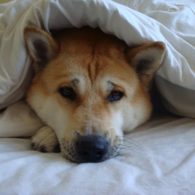 Cute japaneses akita under bed blankets card (Creator Uploaded)