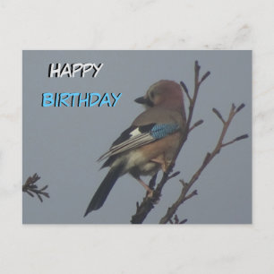 Cute Jay in Tree Happy Birthday Postcard