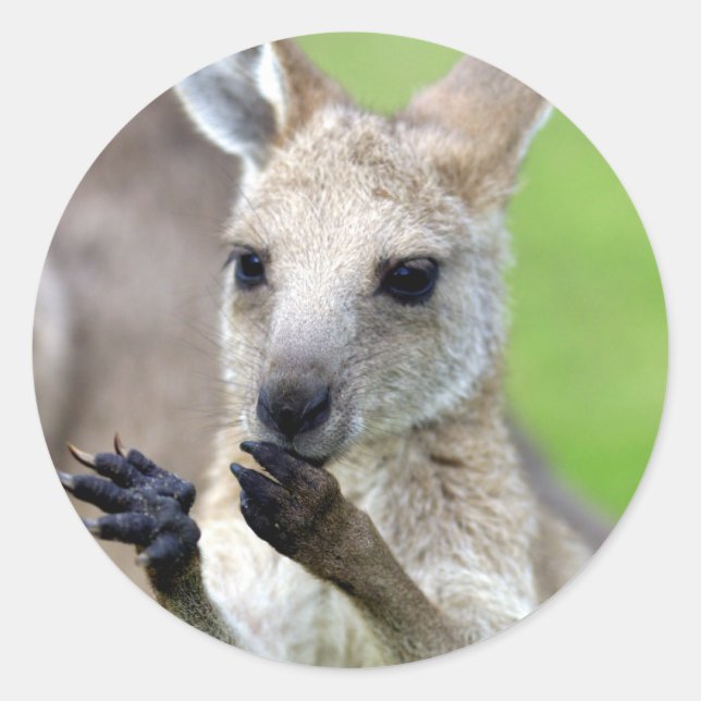 Cute joey kangaroo classic round sticker (Front)