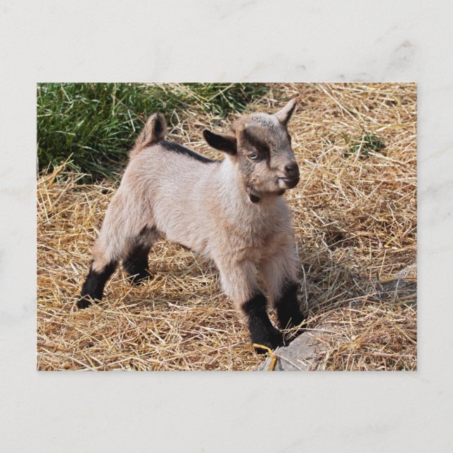 Cute Kid Postcard (Front)