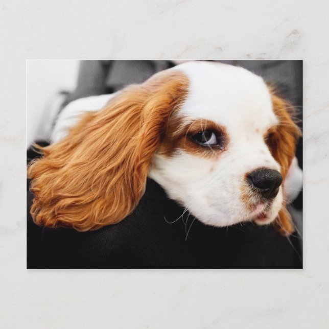 Cute King Charles Spaniel Postcard (Front)