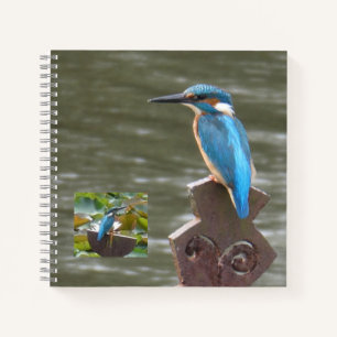 Cute Kingfishers (Birdwatchers) Notebook