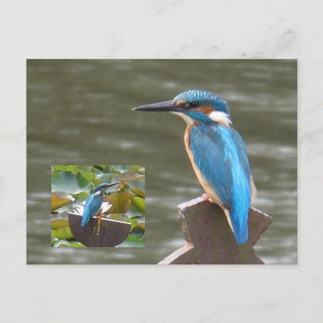 Cute Kingfishers DIY Postcard (Front)
