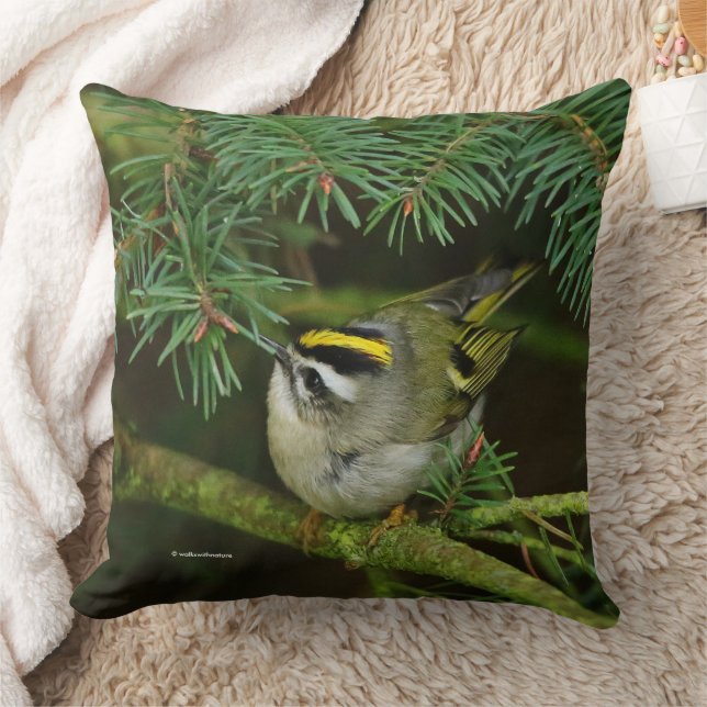 Cute Kinglet Songbird Causes a Stir in the Fir Cushion (Blanket)